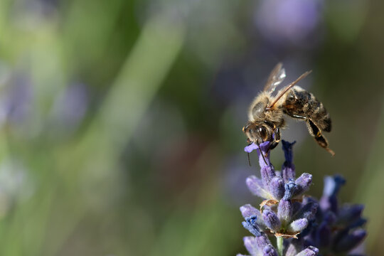 A honeybee is perched on a lavender flower, searching for pollen. Sunlight in the background shines on the bee. There is plenty of space for text.