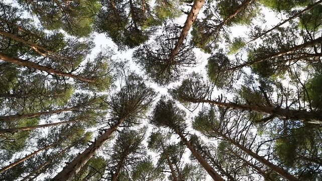 Majestic tall woodland trees seen from below environmental conservation concept
