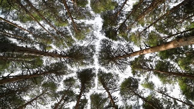 Low angle shot of majestic tall trees in lush green forest