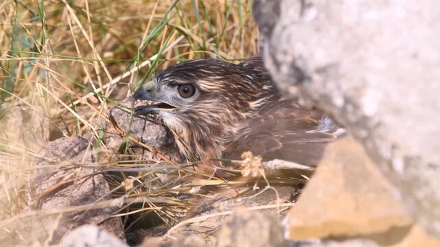 Wild common buzzard bird of prey nesting in natural habitat
