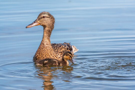 A family of ducks, a duck and its little ducklings are swimming in the water. The duck takes care of its newborn ducklings. Mallard, lat. Anas platyrhynchos