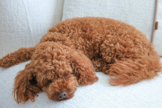 Toy Poodle is sleeping on the sofa