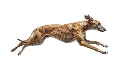Fototapeta premium Brindle Greyhound dog running at high speed side view isolated on transparent background