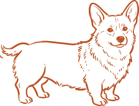 Hand Drawn Standing Corgi Dog Line Art Illustration