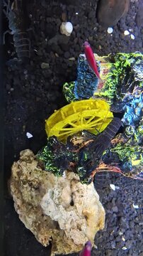 Procambarus alleni crayfish underwater, vibrant blue claws in fish tank, active crustacean exploring gravel, exotic aquatic pet hiding under rock, freshwater ecosystem macro shot, close up view