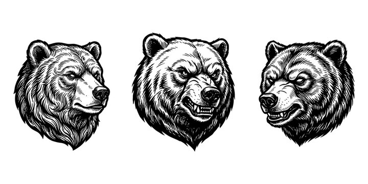 Set of three detailed hand drawn grizzly bear head illustrations isolated on a white background