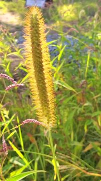 Golden Foxtail Grass Plant Glowing in Backlit Morning Sunlight