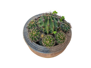 cactus in a pot isolated png  © esmaemine