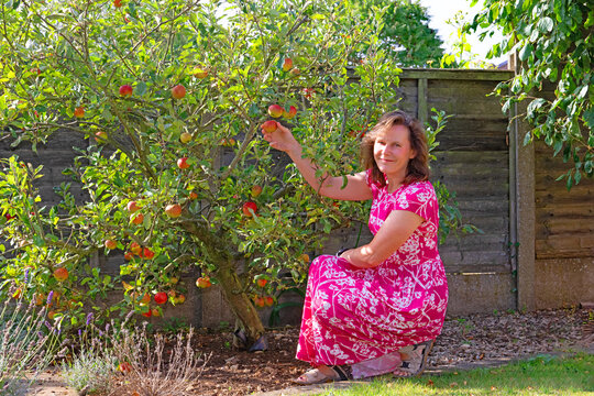 Lady picking apples.