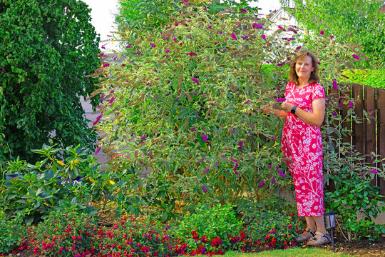 By the Buddleia tree.