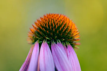A echinacea flower, a medicinal plant. Macro shot. © stone36