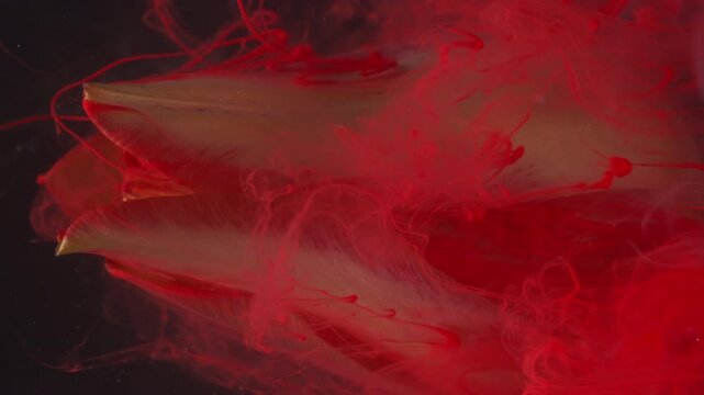 Vertical video. Nature paint. Cloud ink. Defocused yellow red color water petals texture tulip flower bud plant on abstract background.