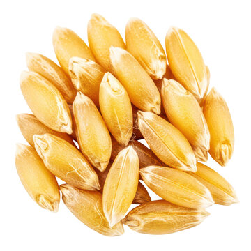 Close up pile of golden wheat kernels showcasing textured surface and elongated shape, premium quality grain for culinary purposes.