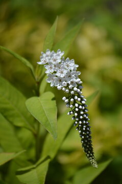 This is a beautiful Gooseneck Loosestrife (Lysimachia clethroides) white flower spike blooming in a summer garden