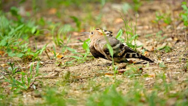 Eurasian Hoopoe Scratching Body with Leg in Slow Motion 4K