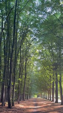 QUE IMPORTANTE EL BOSQUE Y LOS ARBOLES . BOSQUES SUECOS 