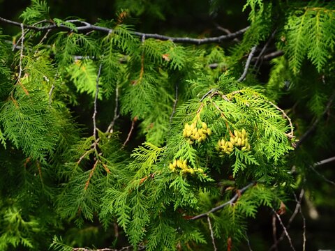 Green cedar branches with developing cones