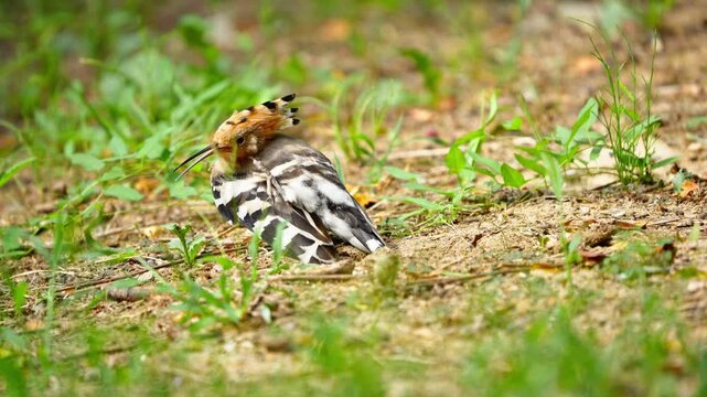 Eurasian Hoopoe Scratching Body with Leg in Slow Motion 4K