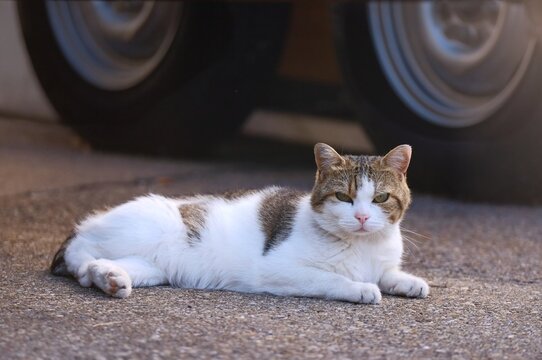 TabbyCat sunbathing  on the street and looking at camera. Horizontal image with selective focus.	