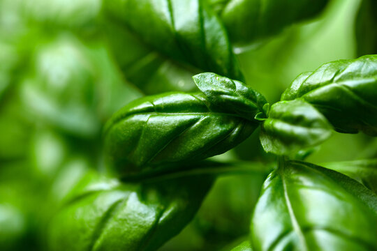 Basil plant green leaves close-up
