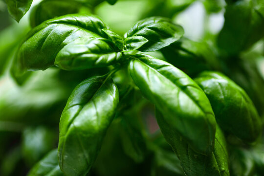 Basil plant green leaves close-up