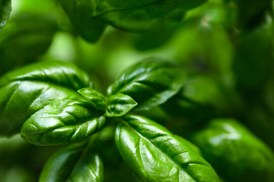 Basil plant green leaves close-up