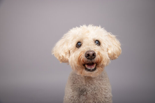 Close-up portrait of a happy white miniature poodle standing in front of a grey background