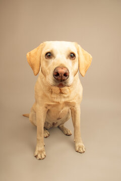 Close-up portrait of a yellow labrador retriever sitting in front of a grey background