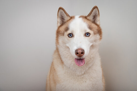 Close-up portrait of a purebred copper and white Siberian Husky dog with it's tongue sticking out sitting in front of a grey background