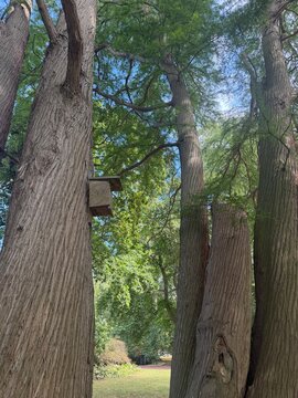 QUE IMPORTANTE EL BOSQUE Y LOS ARBOLES . BOSQUES SUECOS 