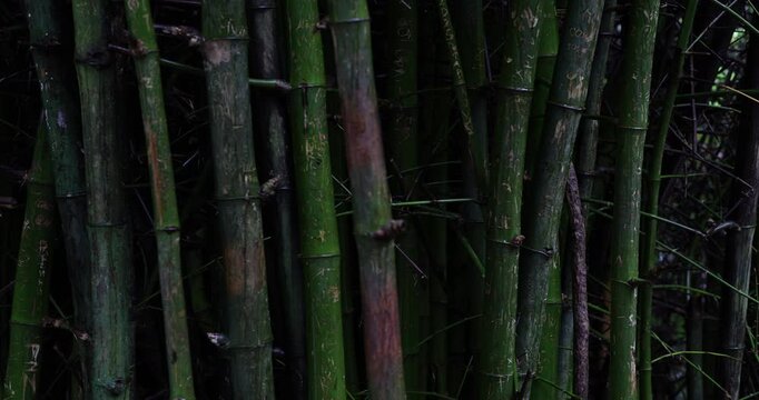 Green background of bamboo tree forest with rainy abstract nature sceine