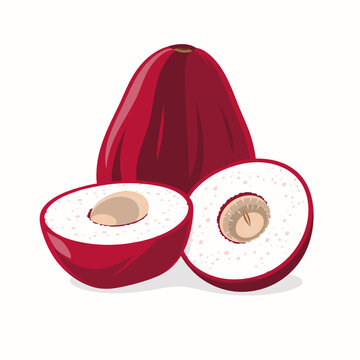 Flat vector illustration of red pomerac fruit and halves with seed