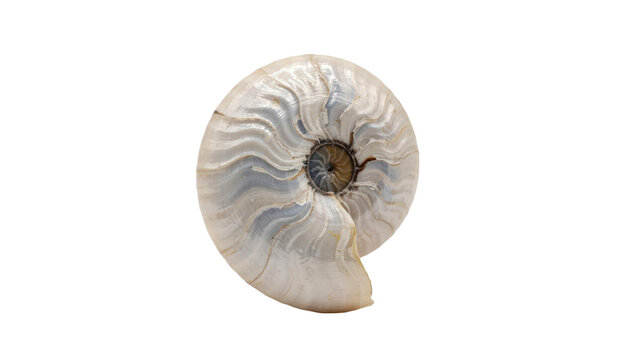 Polished ammonite fossil shell with pearlescent iridescent surface texture and spiral pattern isolated on a transparent background