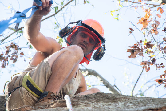 Low angle view of a man in a tree hoisting a chainsaw to cut down a branch
