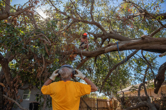 Rear view of a senior man standing in a garden looking up at a man in a tree about to chop down a branch with a chainsaw