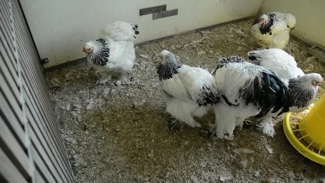 A group of large white and black roosters gathers around a yellow feeder inside a poultry coop. 