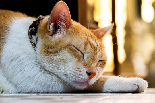 Close-up of a bicolour ginger and white cat lying on a floor sleeping