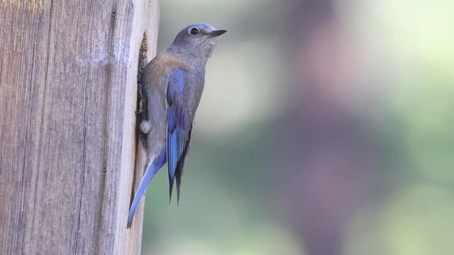 Female western bluebird (Sialia mexicana) arrives at rustic nest box, surveys entrance, and enters, Lassen County, Northern California.