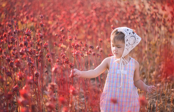 Side view of a girl in a summer dress and headscarf standing in a field with red roselle flowers (Hibiscus sabdariffa), Thailand