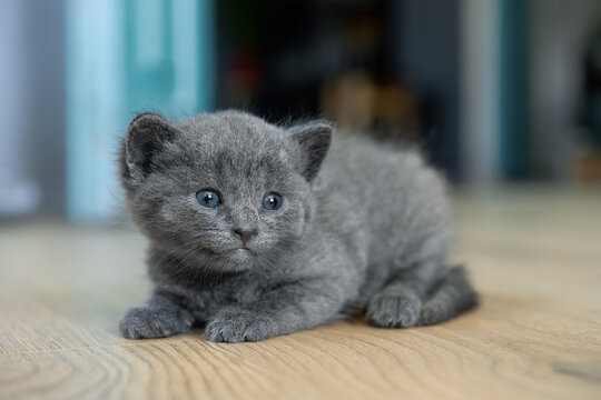 Cute Russian Blue kitten lying on wooden floor in cozy home background