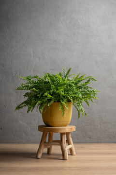 Cozy room interior mockup with lush Boston fern houseplant in yellow pot