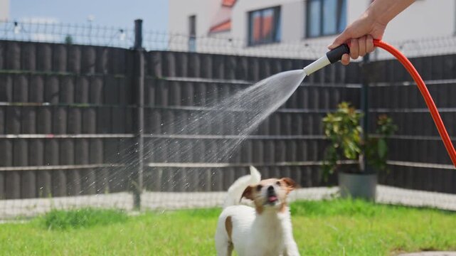 Dog playing with water, catching droplets from garden hose in backyard