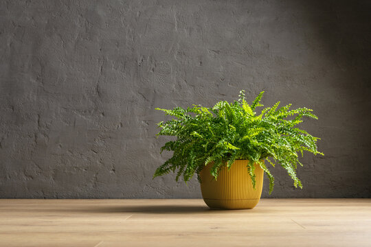 Minimalist room interior background with Boston fern houseplant in yellow pot