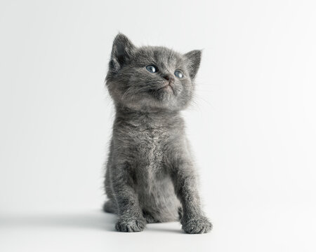 Curious Russian Blue grey kitten standing and looking up mockup on white background