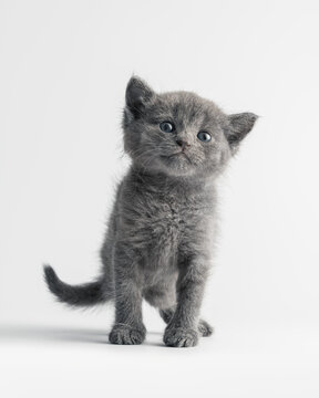 Active grey kitten standing and looking curious mockup on white background