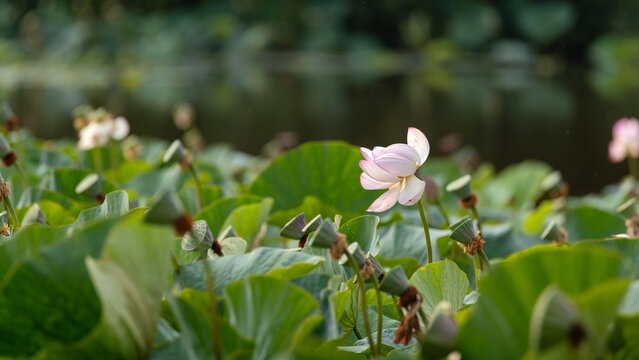 Blooming pink lotus flower in pond with green leaves background
