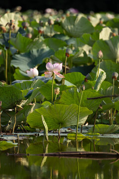 Blooming pink lotus flowers with green leaves reflected in calm pond water