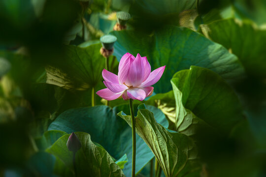 Beautiful pink lotus flower in serene pond background for wellness mockup
