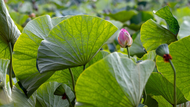 Pink lotus flower bud blooming among large green leaves in summer pond