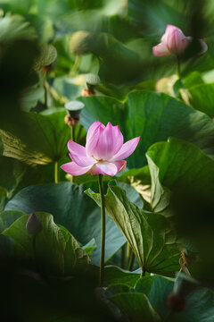 Beautiful pink lotus flower blooming among green leaves in summer pond